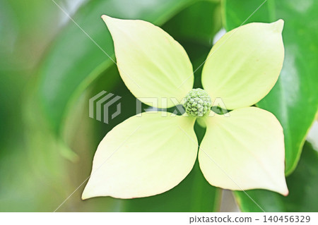 房子周圍的花、不同的季節、花園的顏色、植物、日本山茱萸 房子周圍的花、不同的季節、花園的顏色、植物、日本山茱萸 140456329