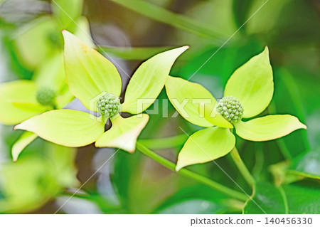 房子周圍的花、不同的季節、花園的顏色、植物、日本山茱萸 140456330