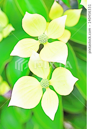 房子周圍的花、不同的季節、花園的顏色、植物、日本山茱萸 房子周圍的花、不同的季節、花園的顏色、植物、日本山茱萸 140456331
