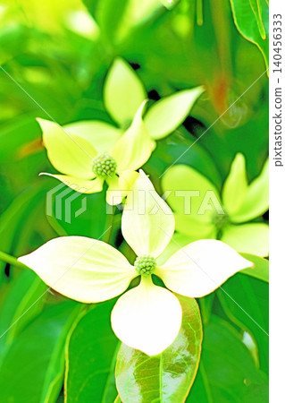 The flowers around the house, the various seasons, the colors of the garden, the plants, the Japanese dogwood The flowers around the house, the various seasons, the colors of the garden, the plants, the Japanese dogwood 140456333