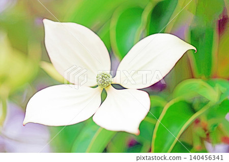 The flowers around the house, the various seasons, the colors of the garden, the plants, the Japanese dogwood The flowers around the house, the various seasons, the colors of the garden, the plants, the Japanese dogwood 140456341