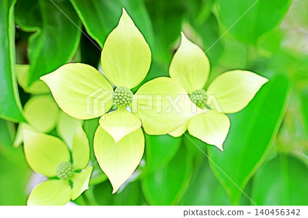 The flowers around the house, the various seasons, the colors of the garden, the plants, the Japanese dogwood The flowers around the house, the various seasons, the colors of the garden, the plants, the Japanese dogwood 140456342