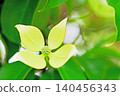The flowers around the house, the various seasons, the colors of the garden, the plants, the Japanese dogwood 140456343
