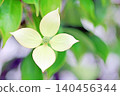 The flowers around the house, the various seasons, the colors of the garden, the plants, the Japanese dogwood 140456344