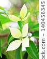 The flowers around the house, the various seasons, the colors of the garden, the plants, the Japanese dogwood 140456345