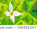The flowers around the house, the various seasons, the colors of the garden, the plants, the Japanese dogwood 140456347