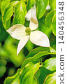 The flowers around the house, the various seasons, the colors of the garden, the plants, the Japanese dogwood 140456348