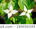 The flowers around the house, the various seasons, the colors of the garden, the plants, the Japanese dogwood 140456349