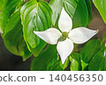 The flowers around the house, the various seasons, the colors of the garden, the plants, the Japanese dogwood 140456350