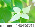 The flowers around the house, the various seasons, the colors of the garden, the plants, the Japanese dogwood 140456351