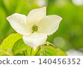 The flowers around the house, the various seasons, the colors of the garden, the plants, the Japanese dogwood 140456352