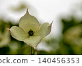 The flowers around the house, the various seasons, the colors of the garden, the plants, the Japanese dogwood 140456353