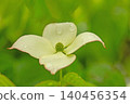 The flowers around the house, the various seasons, the colors of the garden, the plants, the Japanese dogwood 140456354