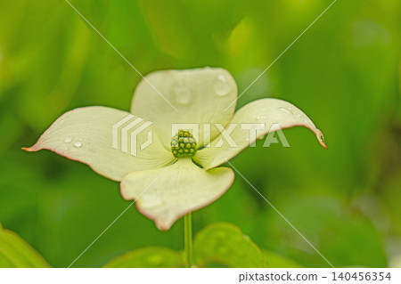 房子周圍的花、不同的季節、花園的顏色、植物、日本山茱萸 房子周圍的花、不同的季節、花園的顏色、植物、日本山茱萸 140456354