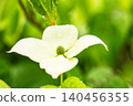 The flowers around the house, the various seasons, the colors of the garden, the plants, the Japanese dogwood 140456355