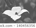 The flowers around the house, the various seasons, the colors of the garden, the plants, the Japanese dogwood 140456356