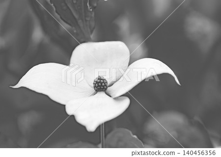 The flowers around the house, the various seasons, the colors of the garden, the plants, the Japanese dogwood The flowers around the house, the various seasons, the colors of the garden, the plants, the Japanese dogwood 140456356
