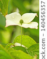 The flowers around the house, the various seasons, the colors of the garden, the plants, the Japanese dogwood 140456357