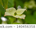 The flowers around the house, the various seasons, the colors of the garden, the plants, the Japanese dogwood 140456358