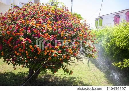 Summer landscape of a country plot, flowering bushes against the background of houses, green lawn, automatic irrigation. Backyard. Summer landscape of a country plot, flowering bushes against the background of houses, green lawn, automatic irrigation. Backyard. 140456397