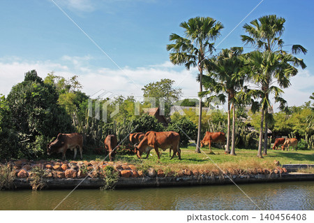 Cows graze by the river. Cows graze by the river. 140456408