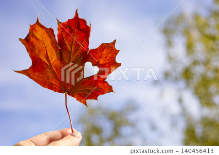 Autumn red maple leaf against the blue sky background Autumn red maple leaf against the blue sky background 140456413