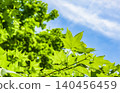 The fresh greenery of Shiretoko, a World Heritage Site. 140456459
