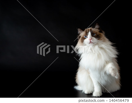 Cute domestic Ragdoll feline on dark studio background Cute domestic Ragdoll feline on dark studio background 140456479
