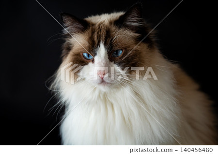 Adorable fluffy housecat with blue eyes looking forward Adorable fluffy housecat with blue eyes looking forward 140456480