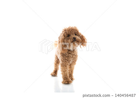 cute maltipoo dog isolated on white background cute maltipoo dog isolated on white background 140456487