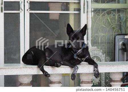 Black dog, lying, porch, railing, window, home Black dog, lying, porch, railing, window, home 140456751