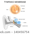 Tympanic membrane. Eardrum structure. Sound vibration and middle ear connection. Anatomy ear. 140456754
