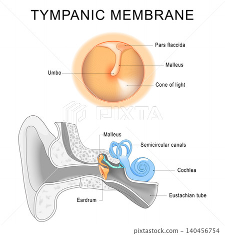 Tympanic membrane. Eardrum structure. Sound vibration and middle ear connection. Anatomy ear. Tympanic membrane. Eardrum structure. Sound vibration and middle ear connection. Anatomy ear. 140456754
