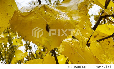 Close up of rain droplets clinging to bright yellow leaves in autumn. The moisture enhances the rich color and fine texture, capturing the quiet mood of a rainy fall day 140457131