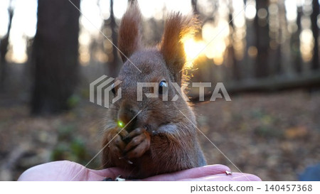 Cute rodent eating food from hand of young girl at forest. Wild fluffy squirrel taking sunflower seeds from female arm and gnawing it. Woman feeding hungry small sciurus against sunset at background Cute rodent eating food from hand of young girl at forest. Wild fluffy squirrel taking sunflower seeds from female arm and gnawing it. Woman feeding hungry small sciurus against sunset at background 140457368
