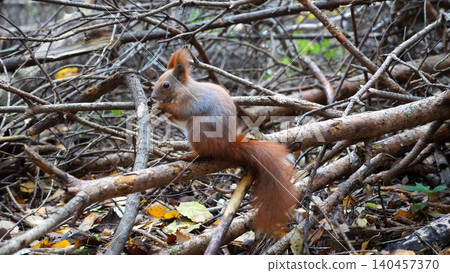 Wild fluffy squirrel sitting at wooden branch gnawing nuts at forest. Cute brown rodent eating found walnuts at autumn park. Pretty small sciurus chewing food outdoor. Concept of wildlife Wild fluffy squirrel sitting at wooden branch gnawing nuts at forest. Cute brown rodent eating found walnuts at autumn park. Pretty small sciurus chewing food outdoor. Concept of wildlife 140457370