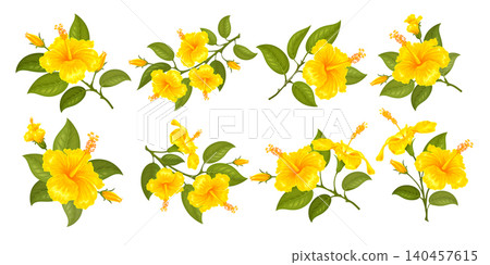 Yellow Hibiscus Flowers On The Twigs Set Yellow Hibiscus Flowers On The Twigs Set 140457615