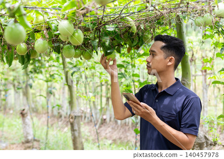 Farmer gently touches green passion fruits hanging from vines. He wears a dark blue shirt and focuses on the fruit. Trees stretch into a lush, sunlit orchard behind him. He appears calm, attentive Farmer gently touches green passion fruits hanging from vines. He wears a dark blue shirt and focuses on the fruit. Trees stretch into a lush, sunlit orchard behind him. He appears calm, attentive 140457978
