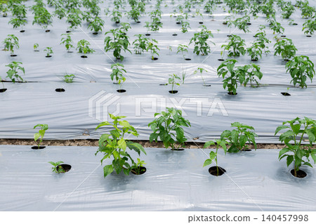 Green chili plants grow under white protective sheets. Rows stretch across fertile farmland under cloudy skies. Small wooden shelter sits near palm trees. Farmer's work is protected from pests and wee Green chili plants grow under white protective sheets. Rows stretch across fertile farmland under cloudy skies. Small wooden shelter sits near palm trees. Farmer's work is protected from pests and wee 140457998