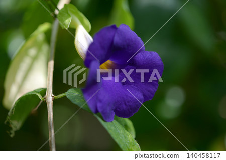 Tsunberugia 140458117