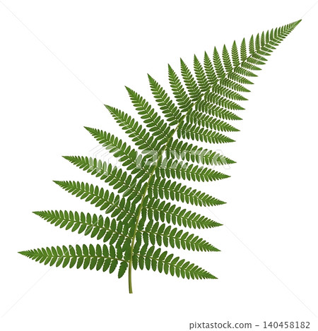 Vibrant Green Fern Frond Flat Vector Illustration Vibrant Green Fern Frond Flat Vector Illustration 140458182