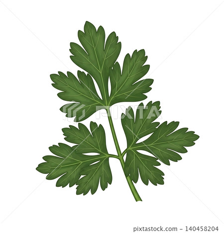 Flat Compound Green Parsley Frond Flat Vector Illustration Flat Compound Green Parsley Frond Flat Vector Illustration 140458204