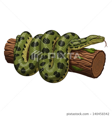 Green Anaconda Snake Coiled Around Tree Trunk 140458342