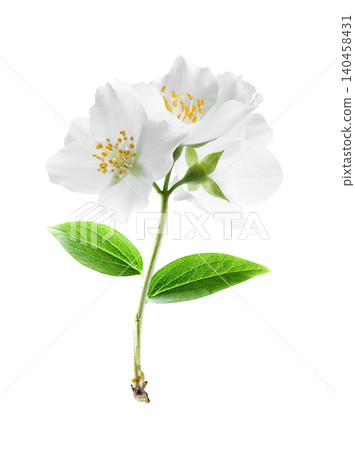 Jasmine flower on white background Jasmine flower on white background 140458431