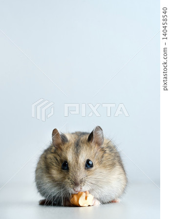Dwarf hamster on gray background Dwarf hamster on gray background 140458540