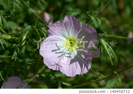 月見草桐 月見草桐 140458712