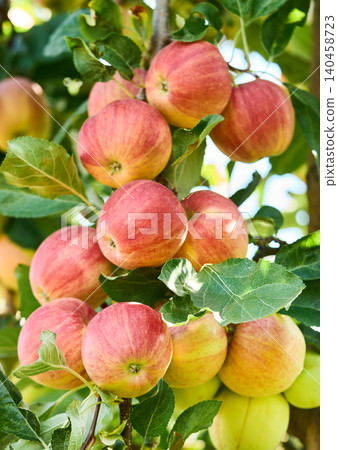 Apple branch with leaves in closeup Apple branch with leaves in closeup 140458723