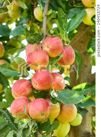 Organic red apples with leaves 140458724
