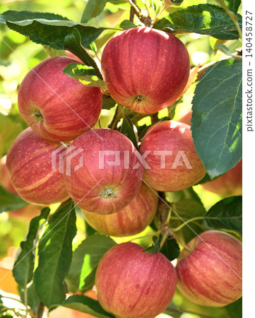 Apples with leaves in the garden in closeup Apples with leaves in the garden in closeup 140458727