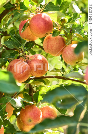 Red apple fruit on the tree grow in the wild Red apple fruit on the tree grow in the wild 140458728